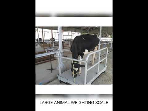 Large Animal Weighing Scale