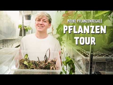 Zimmerpflanzen Roomtour mit 165+ Pflanzen 😱 DIESE Pflanzen wachsen in meinen Pflanzenregalen! 🪴