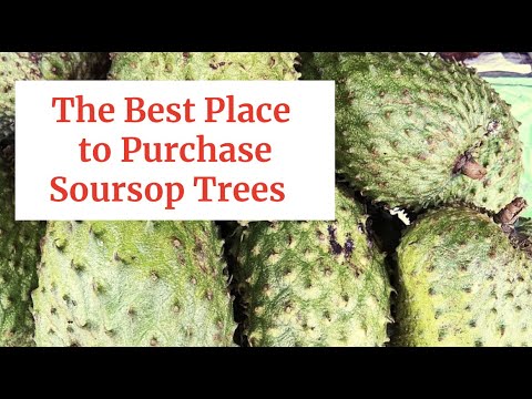 image-Does Walmart sell soursop fruit?