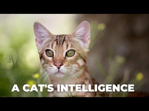 A cat's intelligence