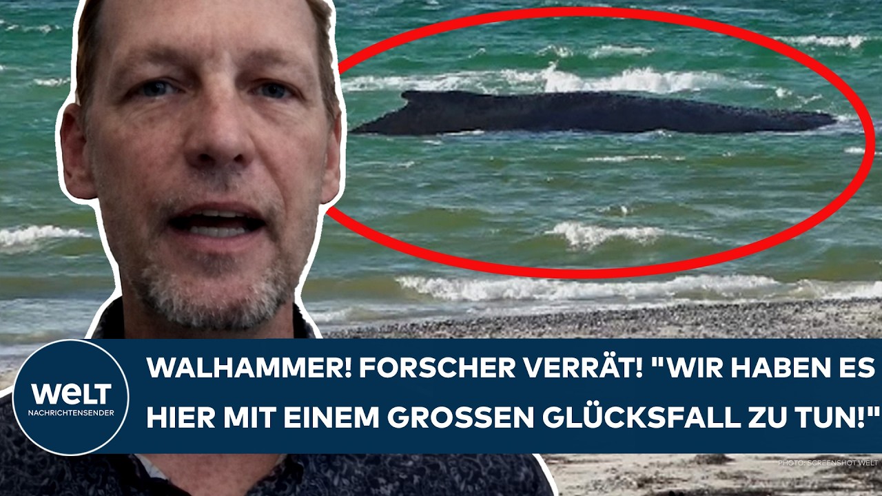 TIMMENDORFER STRAND: Walforscher verrät! "Wir haben es hier mit einem großen Glücksfall zu tun!"