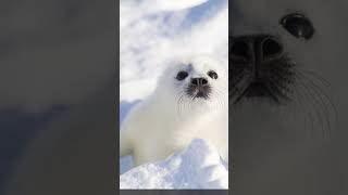 MORE SEAL #safeplace #seal #shorts #short