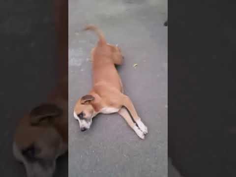 Dog Video || Dog Kuchi Kuchi😍😍|| #shortsfeed #trending #youtubeshorts #cute #dog #shorts #shortvideo