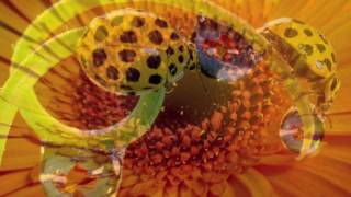 DONOVAN AND JOAN BAEZ - COLOURS