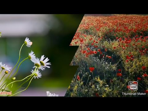 Flowers flying in air beautiful impressions|| and white flowers great scene || in drone capture