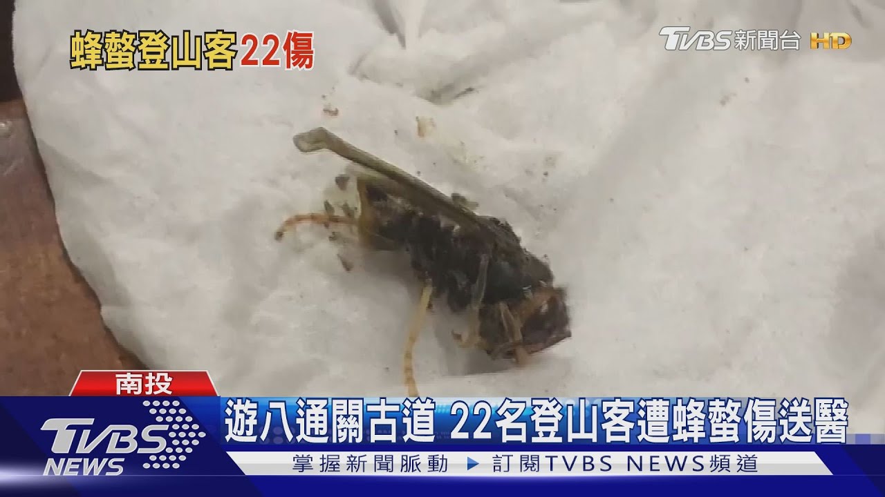 遊八通關古道　22名登山客遭蜂螫傷送