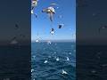 Flying Seagulls Sound | Seagull birds #shorts