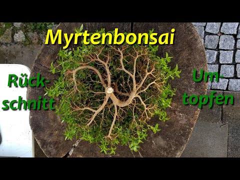 Myrtle Bonsai - Pruning & Repotting
