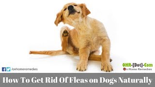 How To Get Rid Of Fleas on Dogs Naturally with 5 Best Home Remedies