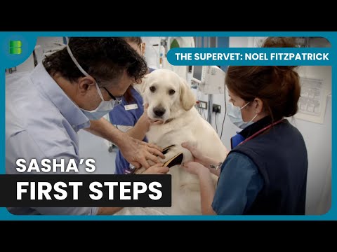 Sasha Golden Retriever Prosthetic Fitted | The Supervet: Noel Fitzpatrick | Documentary