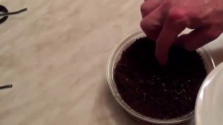 Chrysanthemen im Eigenversuch - Neue Samen, neuer Anbau #Part 3