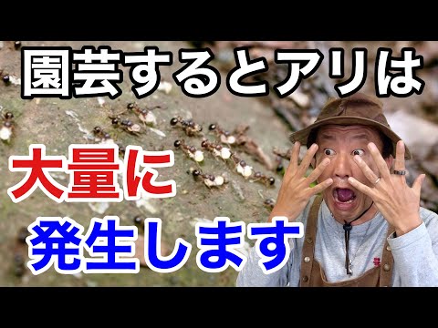 アリを苗木から遠ざける方法 自然療法 コーヒーかす 菜園