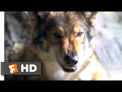 Alpha (2018) - A Peace Offering Scene (4/10) | Movieclips