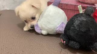 ハーフ犬の動画01