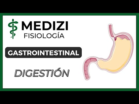 Clase 53 Fisiología Gastrointestinal - Digestión en el tubo digestivo (IG:@doctor.paiva)