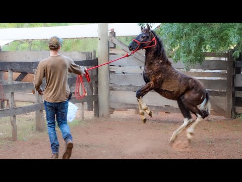 Day 2 Training A WILD Foal! | Foal Training [EP4]