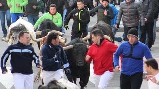 preview picture of video 'Carnaval del Toro 2015 - Ciudad Rodrigo: Encierro martes en Foxá'