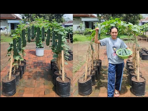 , title : 'cara menanam timun supaya berbuah lebat || how to grow cucumber from seed to harvest'