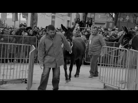 Осёл. Work in Progress | Артдокфест-2017 | Спецпоказы | Трейлер