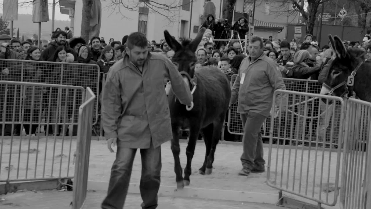 Осёл. Work in Progress | Артдокфест-2017 | Спецпоказы | Трейлер