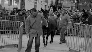 Осёл. Work in Progress | Артдокфест-2017 | Спецпоказы | Трейлер