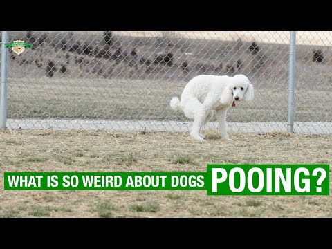 Teddy's Top Canine fact: Behaviour Behind A Dogs Position When Pooing / Pooping Explained - Specialist Dog Training