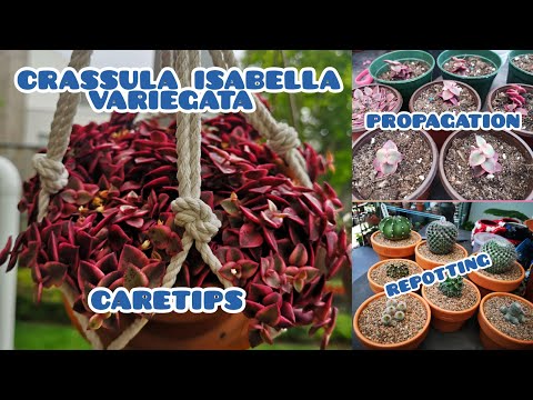Crassula isabella / crassula calico kitten care and propagation