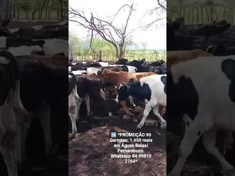 90 Garrotes: 1.450 reais em Águas Belas/Pernambuco. Whatsapp 84 99810 2784*#gado