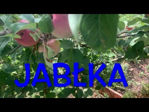 LOBO JABŁOŃ PYSZNA ODMIANA  🍎🍏uprawa jabłoni i cuda  w wózku
