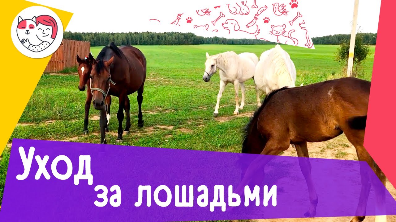 3 особенности ухода за лошадьми