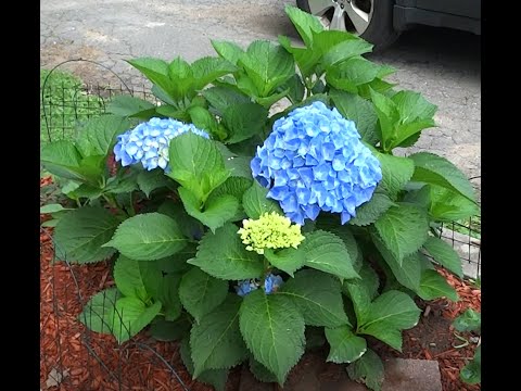 download lagu mp3 mp4 When Is The Best Time To Trim Hydrangea Plants, download lagu When Is The Best Time To Trim Hydrangea Plants gratis, unduh video klip When Is The Best Time To Trim Hydrangea Plants
