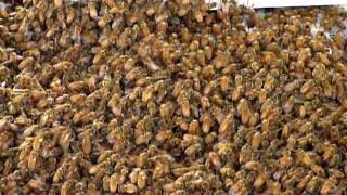 Hiving a Swarm June 14 11