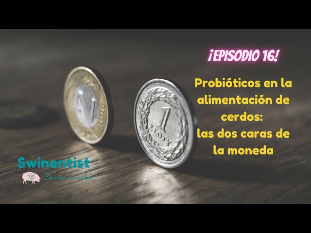 Vídeo relacionado con Bacterias lácticas probióticas en alimentación de suinos en levante: Una alternativa al uso de antibióticos en la alimentación de lechones en precebo