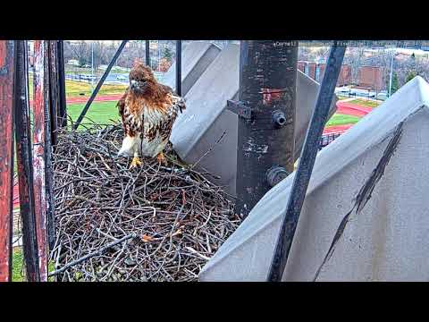 Big Red Poses For The Cornell Hawks Cam On Windy Day In Ithaca, New York – March 17, 2020