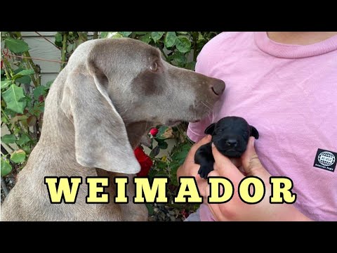Meet Our Unique Weimador Puppy!