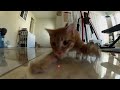 cats vs laser (Anshem) - Známka: 1, váha: obrovská