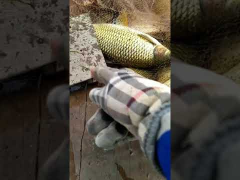 Big carp hiding in brackish lake #shorts