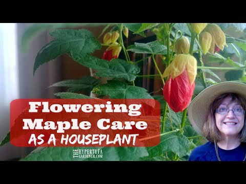 , title : 'My Most Blooming Houseplant - Abutilon or Flowering Maple - Now to Root Some Cuttings!'