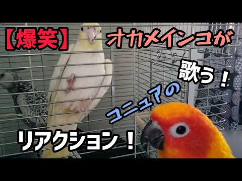 ティリバコニュア (Pyrrhura cruentata)