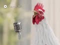 Happy New Year 2019 Songs From Chicken, Funny, Whatsapp Status