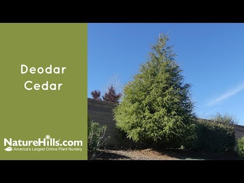 download lagu mp3 mp4 Blue Deodar Cedar Trees, download lagu Blue Deodar Cedar Trees gratis, unduh video klip Blue Deodar Cedar Trees
