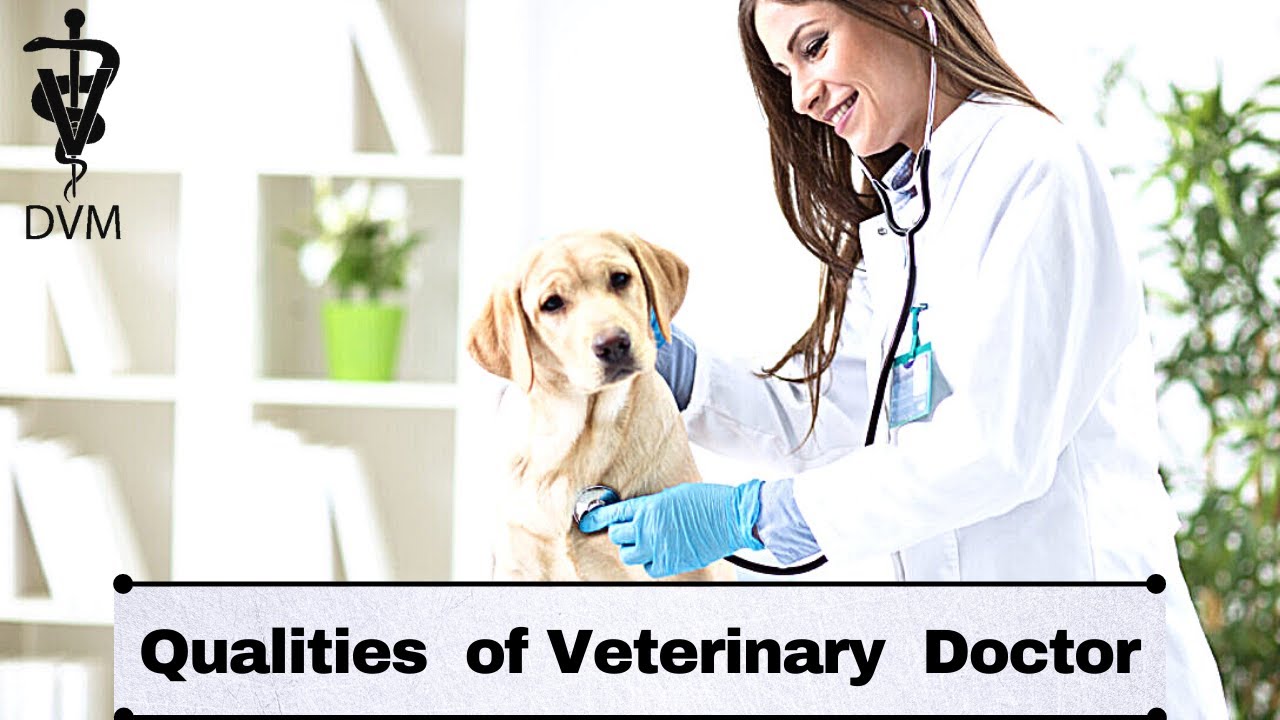 What skills and abilities are needed to be a veterinarian?