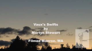 preview picture of video 'Vaux's swifts, Monroe WA'