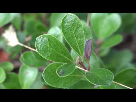 image-Can you eat Kinnikinnick berries?
