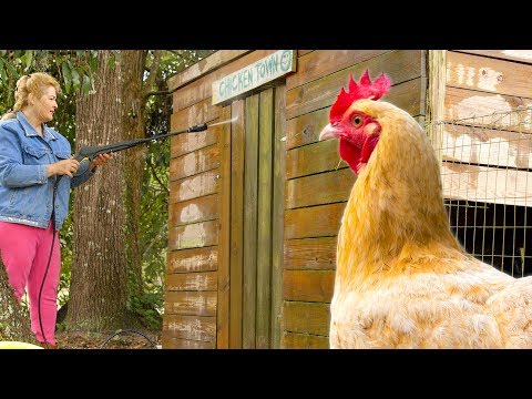 Avian Influenza In Chickens: Identify, Causes, Treatment & Prevention