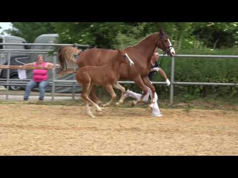 HF v. Diamant de Semilly - Converter
