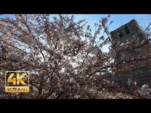 Oosterhout🇳🇱 City Walk Basiliek, Slotpark & Charming Streets