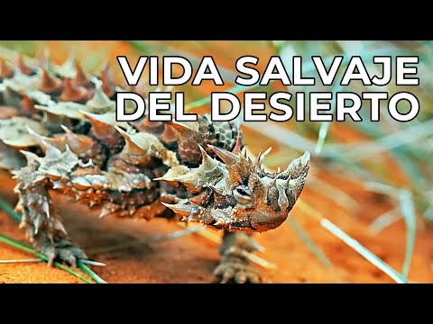 The Wild World: The Deserts | Free Nature Documentary - Spanish