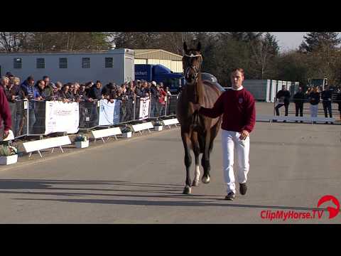 Holsteiner Körung 2019 - Nr. 01 | Escantos