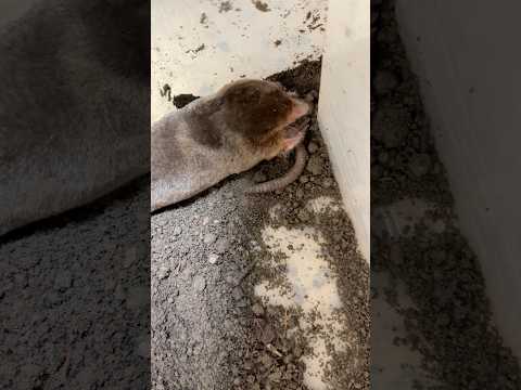 腹ペコのモグラに大好物のミミズをあげてみたら…凄かった #shorts